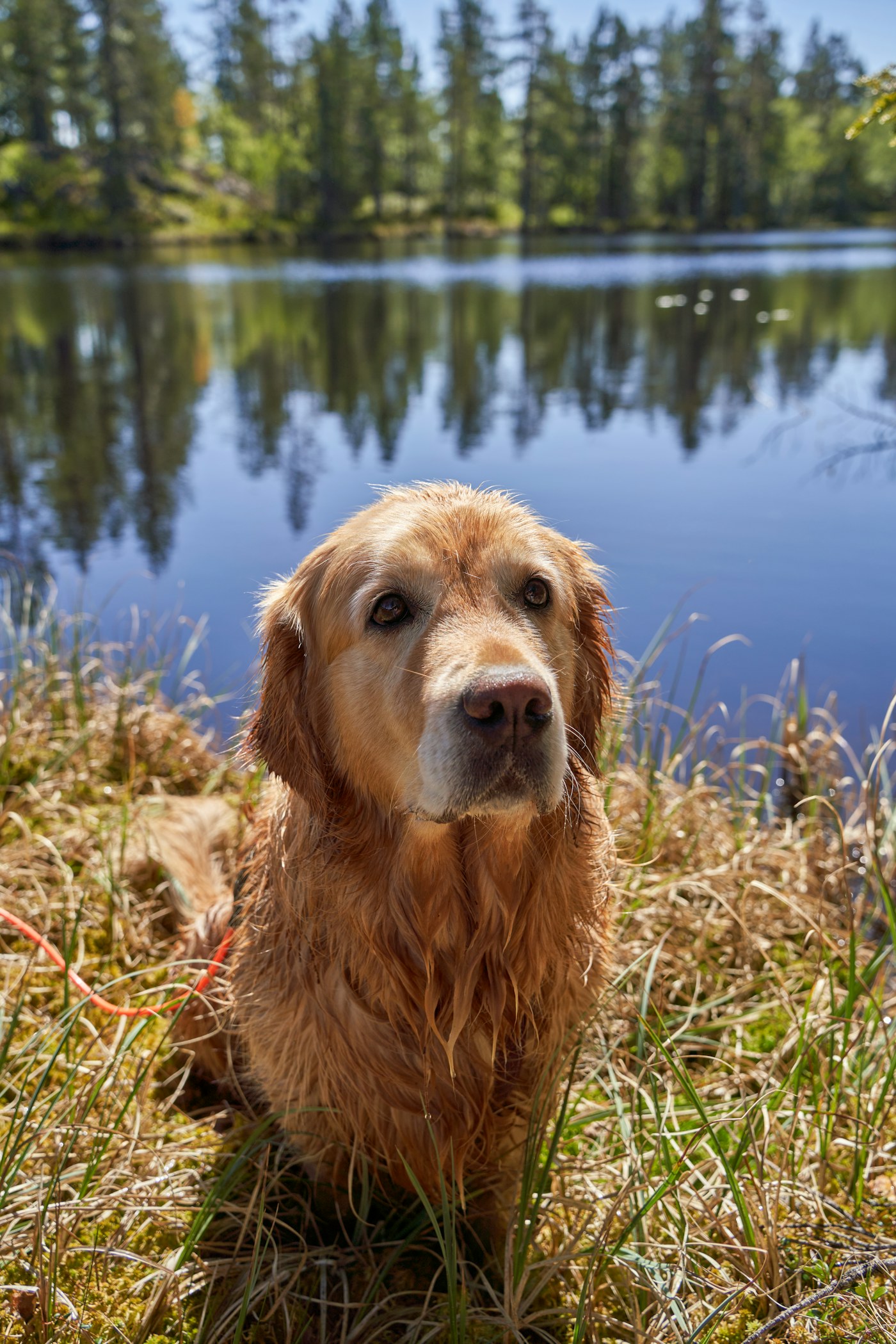A golden retriever sitting by a lake
