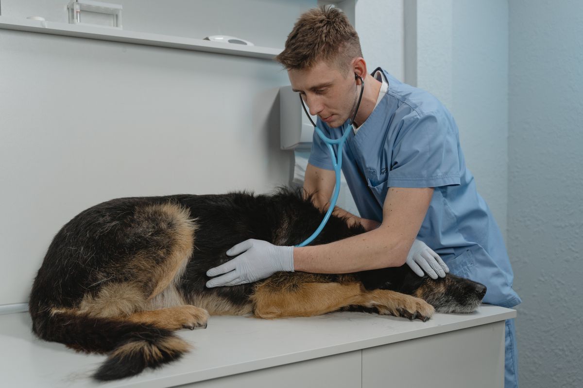 Illustrative veterinary care photo for Follow-up consultation; not the actual clinic