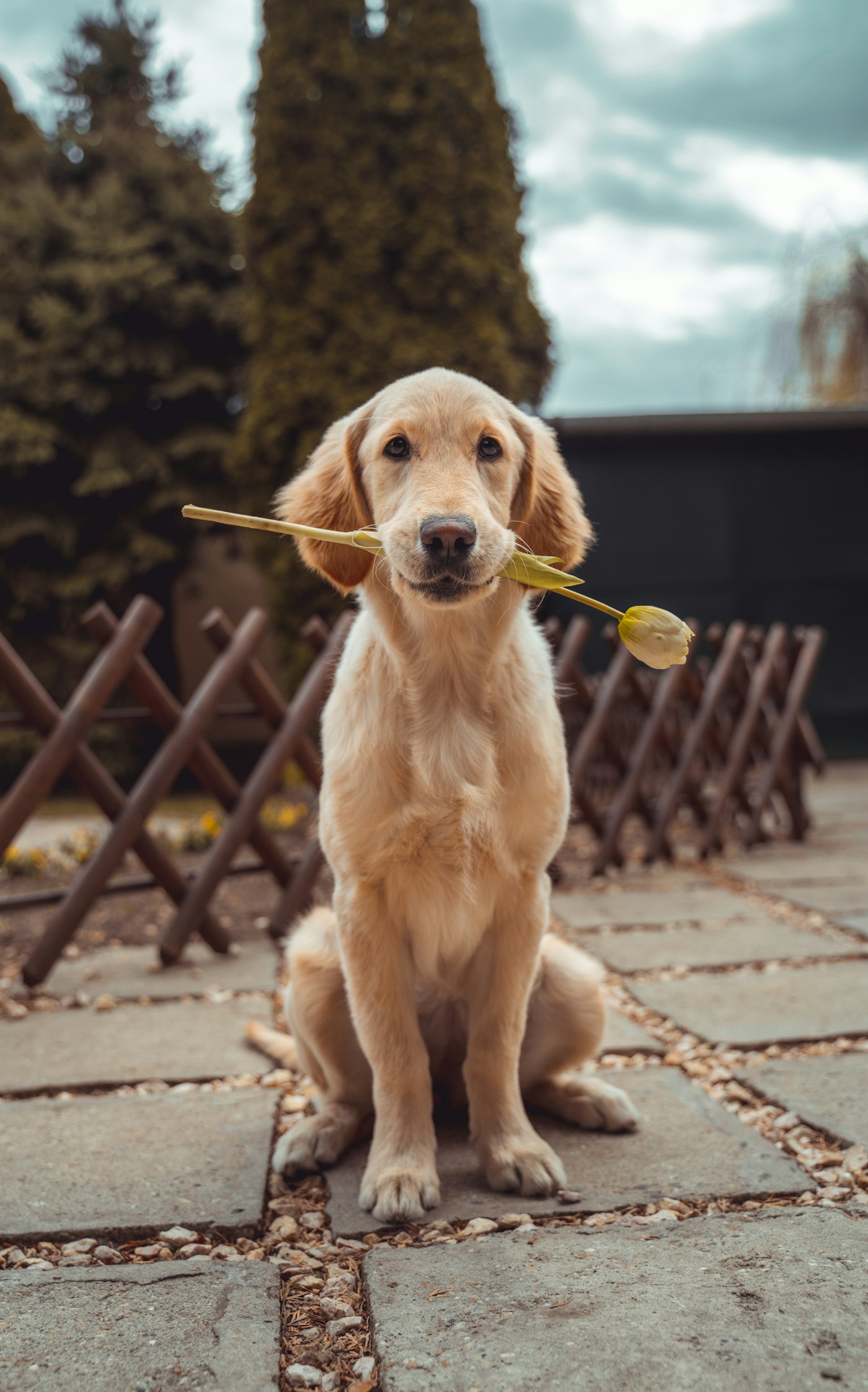 Illustrative pet photo for Adult dog complete food; not the actual item