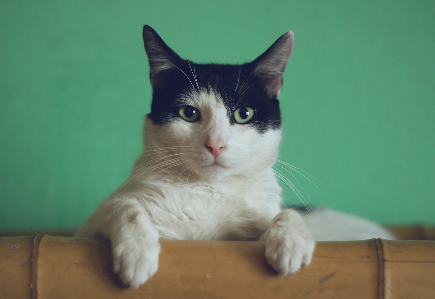 Illustrative pet photo for Indoor cat complete food; not the actual item