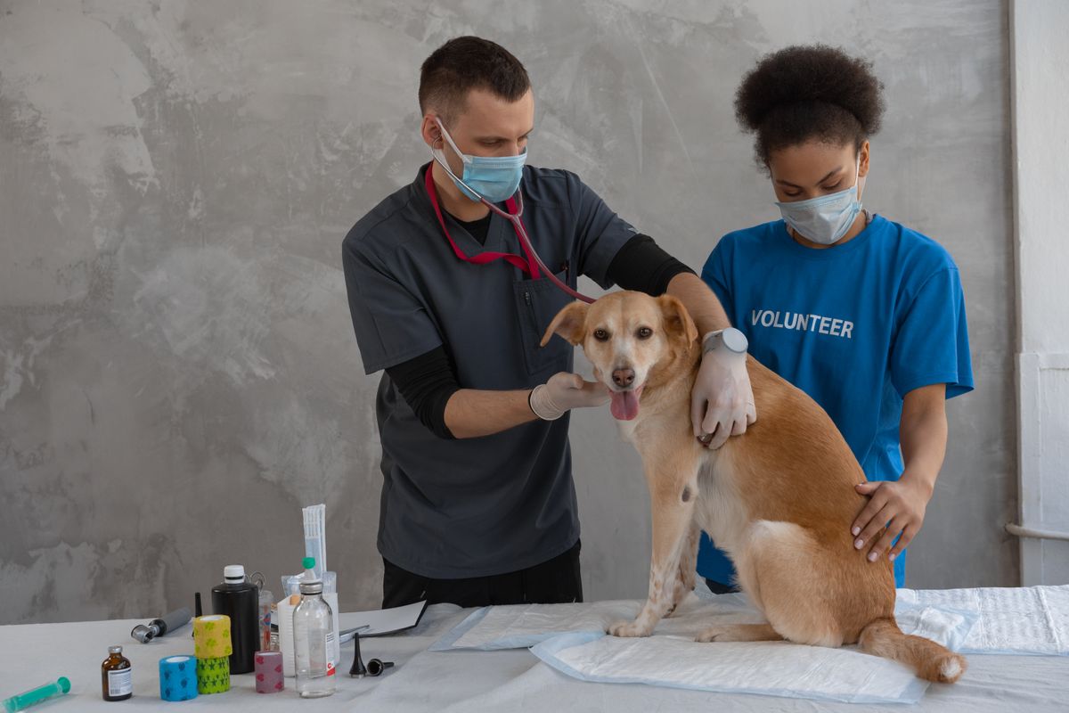 Illustrative veterinary team caring for a dog; not a portrait of Leela Nair